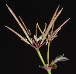 Cardamine heleniae. Inflorescence with siliques.
 Image: P.B. Heenan © Landcare Research 2019 CC BY 3.0 NZ